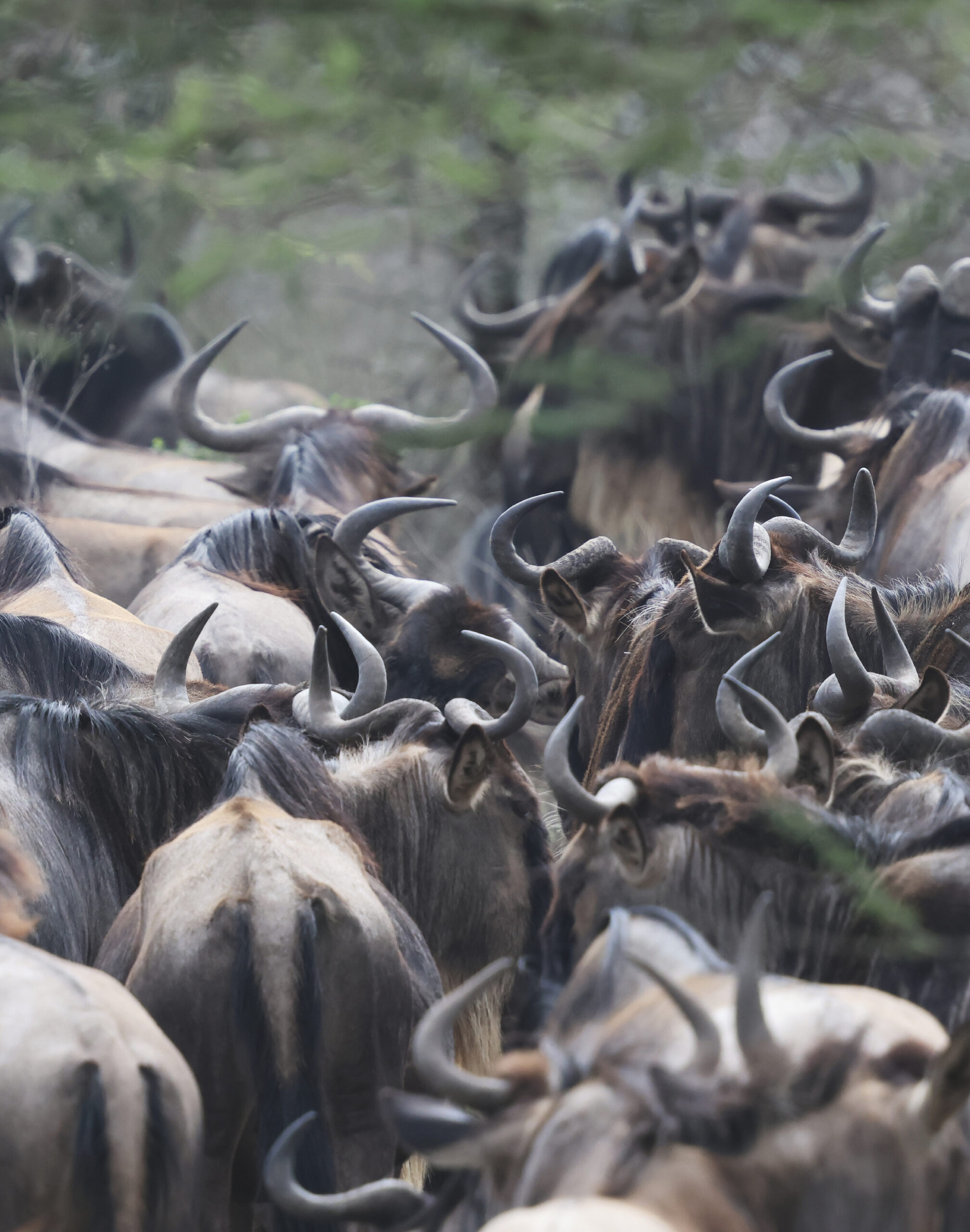 safaris-tanzanie_buffles