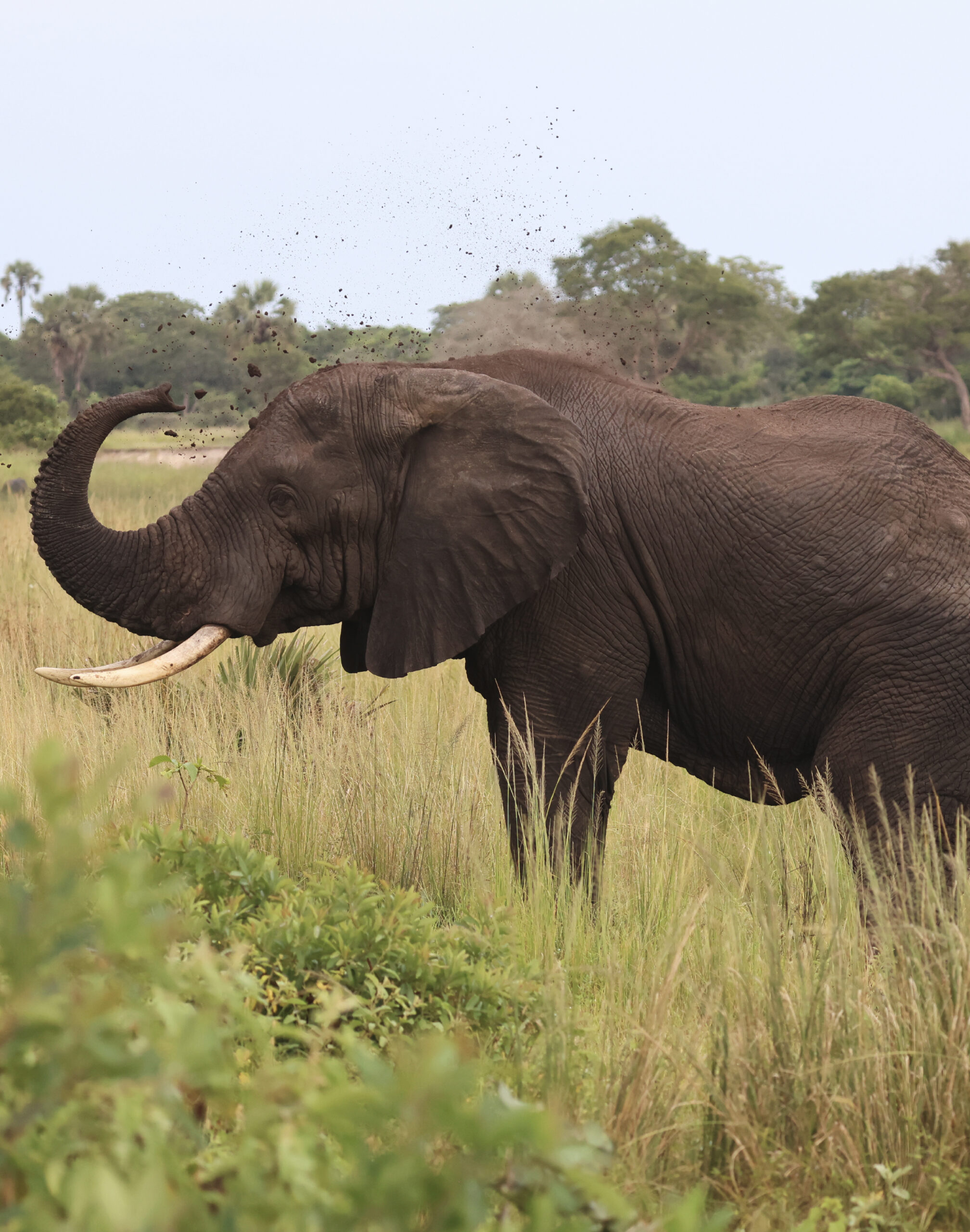 safaris-tanzanie_elephant