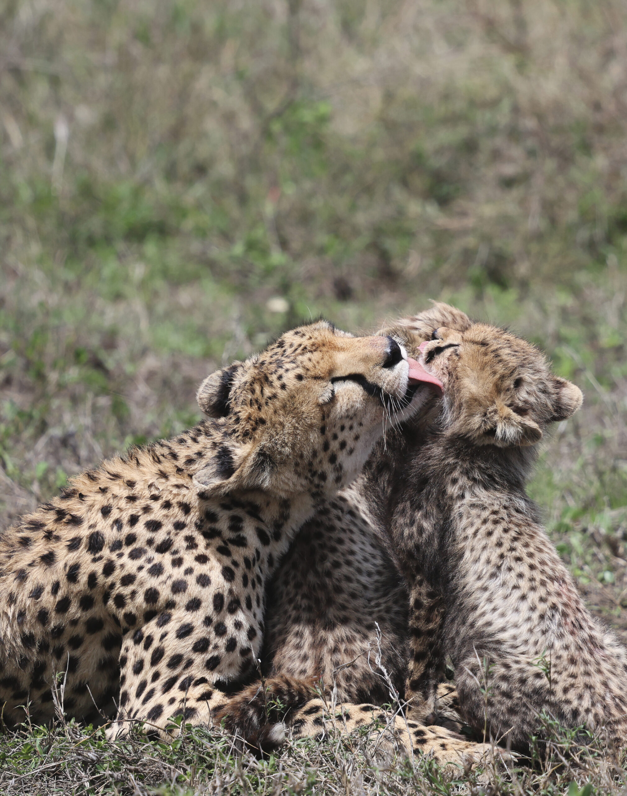 safaris-tanzanie_gepard