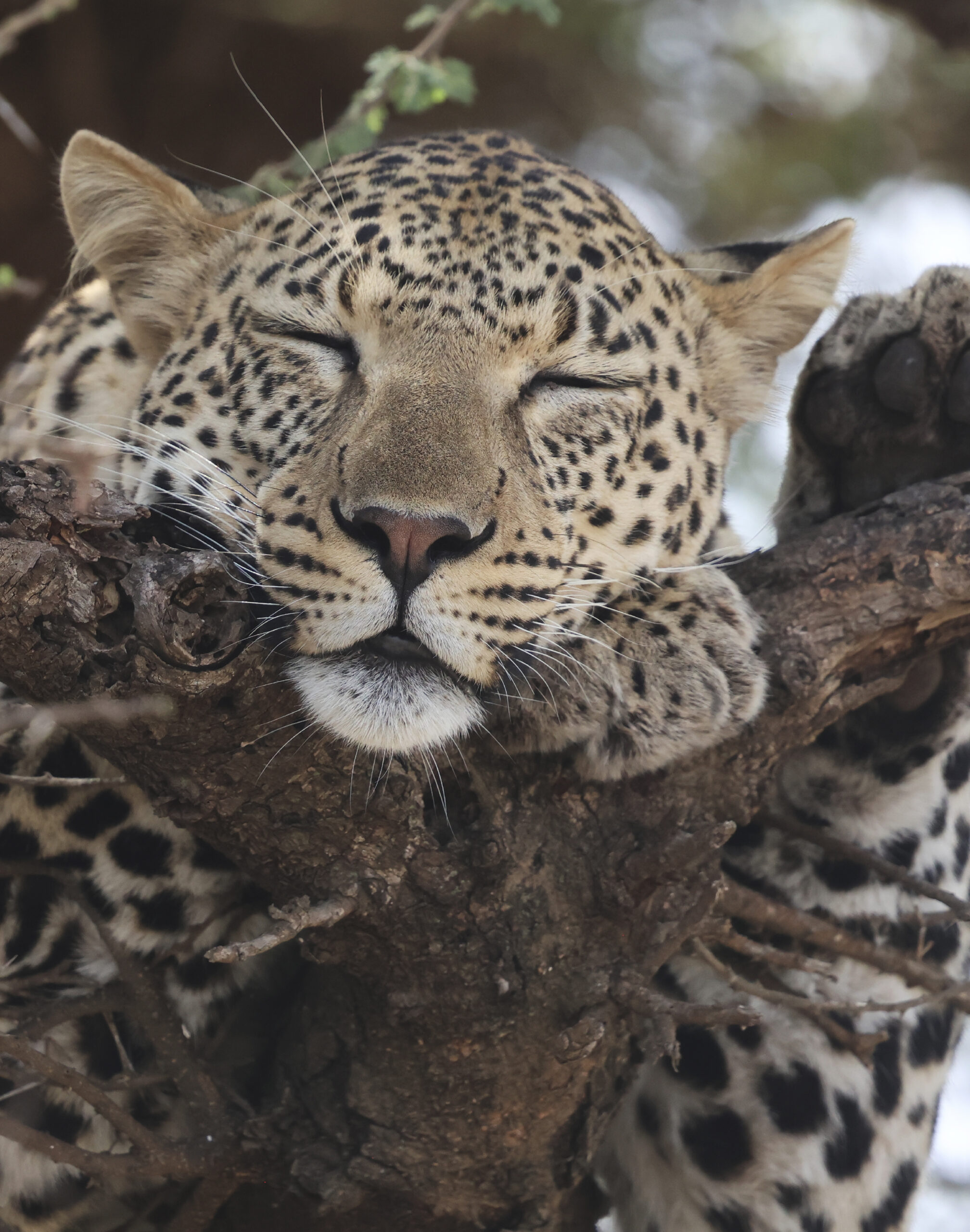 safaris-tanzanie_leopard