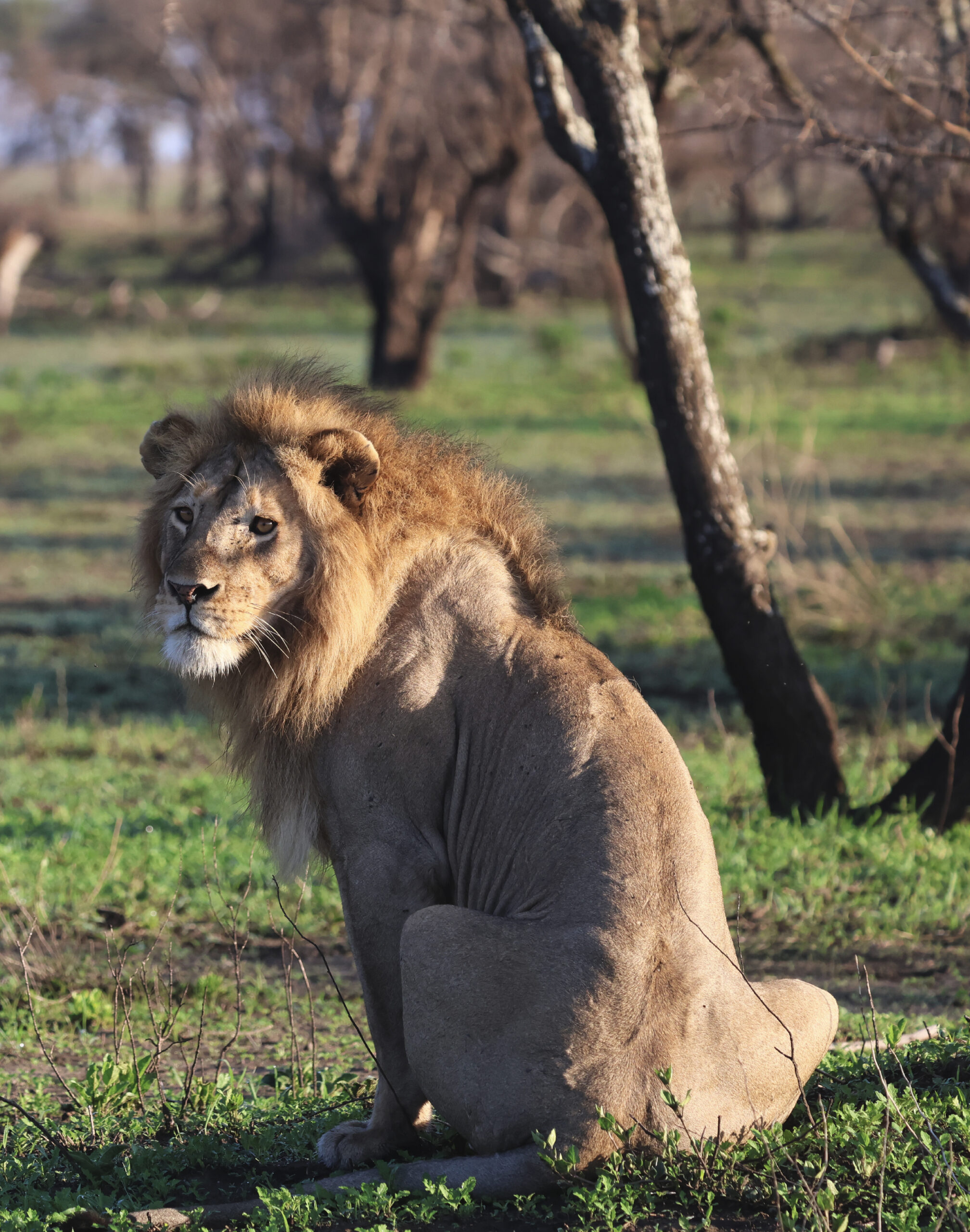 safaris-tanzanie_lion
