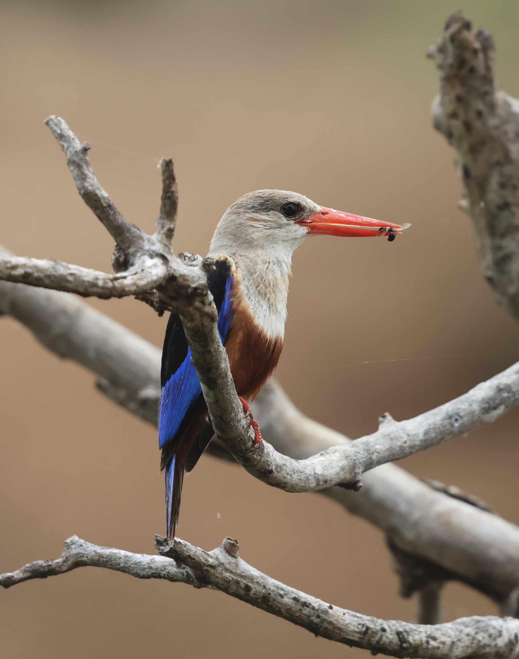 safaris-tanzanie_ouiseau-mouche