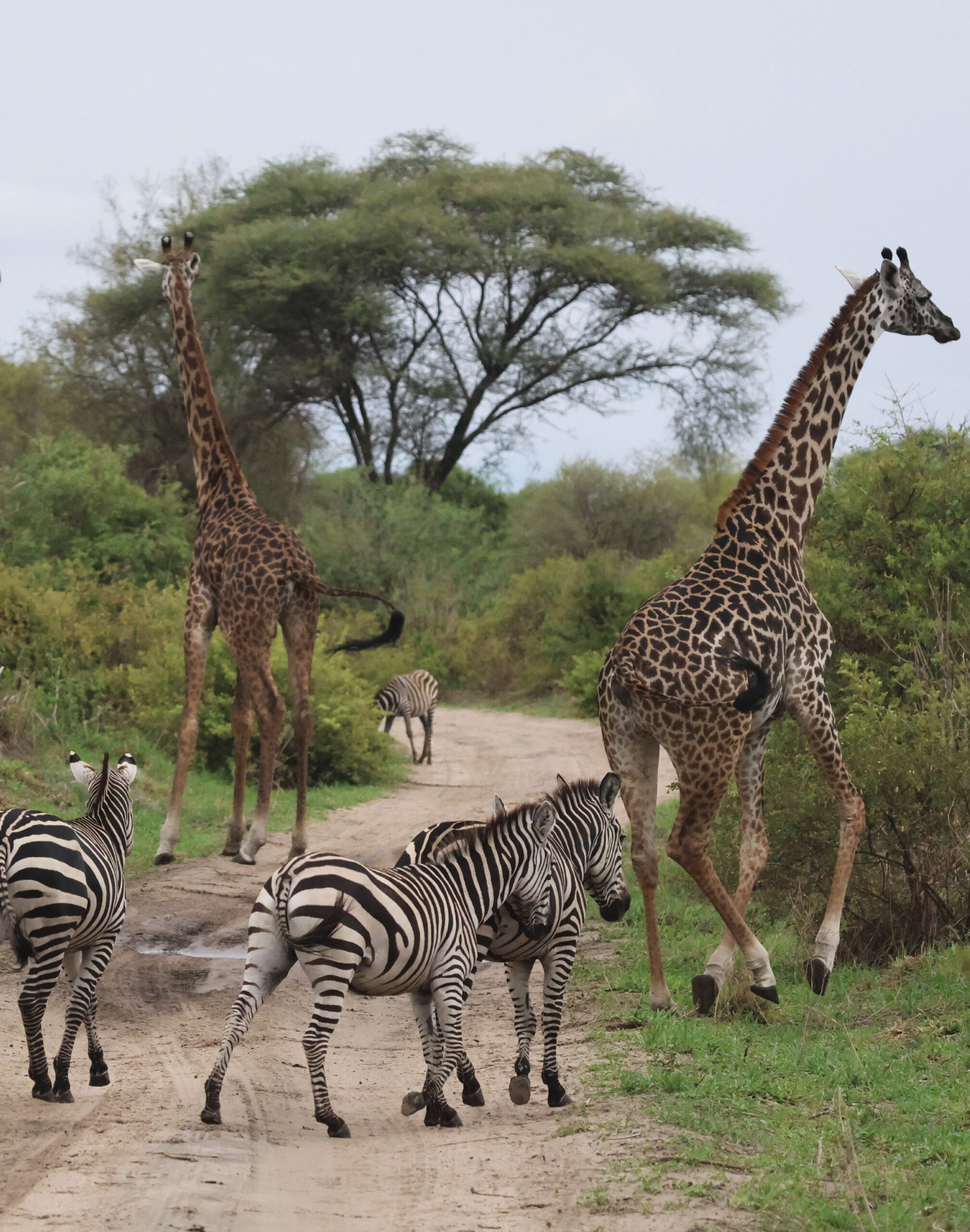 safaris-tanzanie_zebres-giraffes