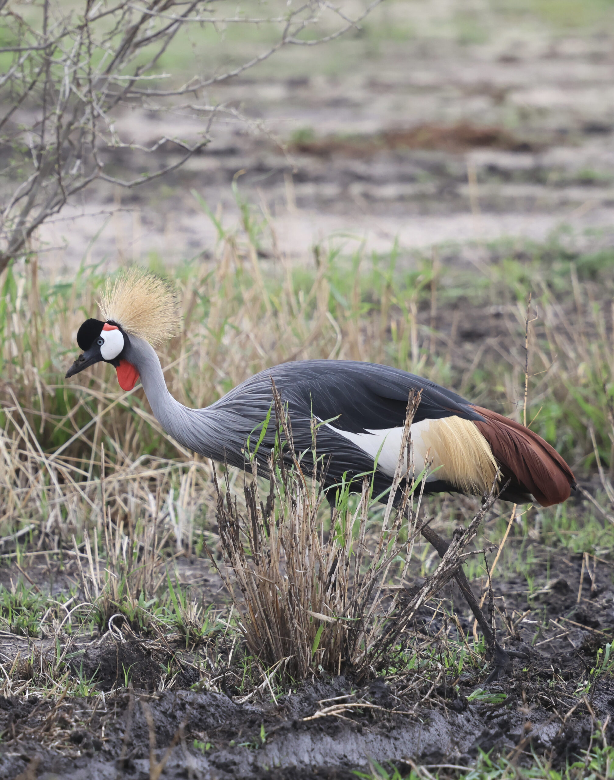trekking-tanzanie-oiseau