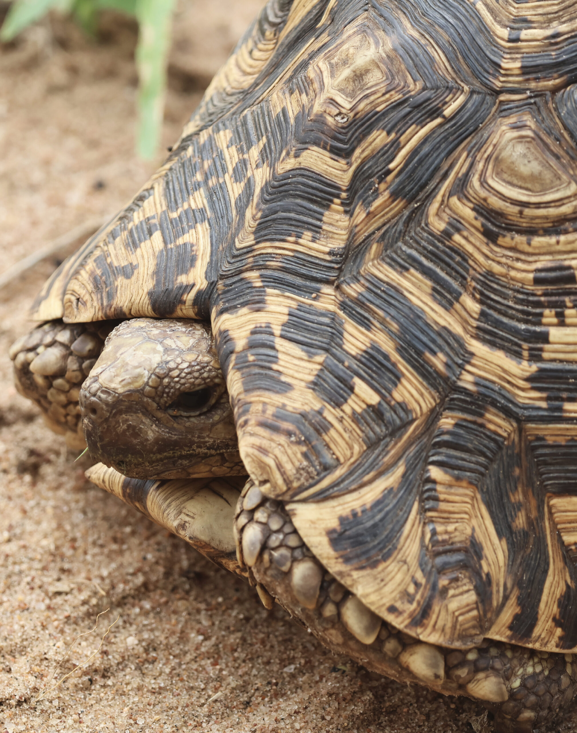 trekking-tanzanie-tortue