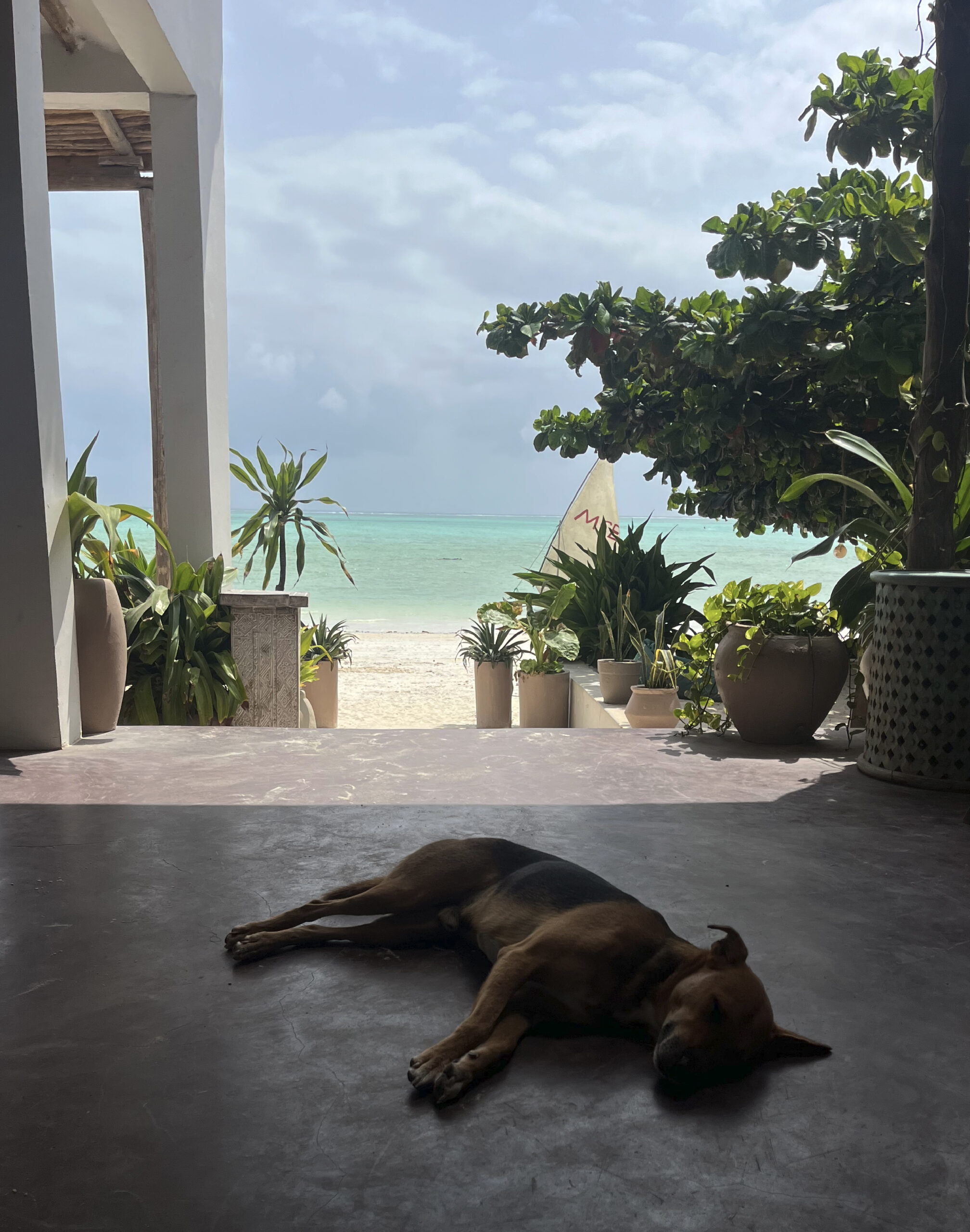 zanzibar-tanzanie-chien